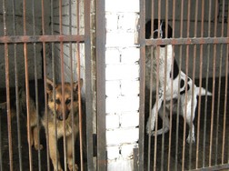 служебные собаки в питомнике агентства Азамат